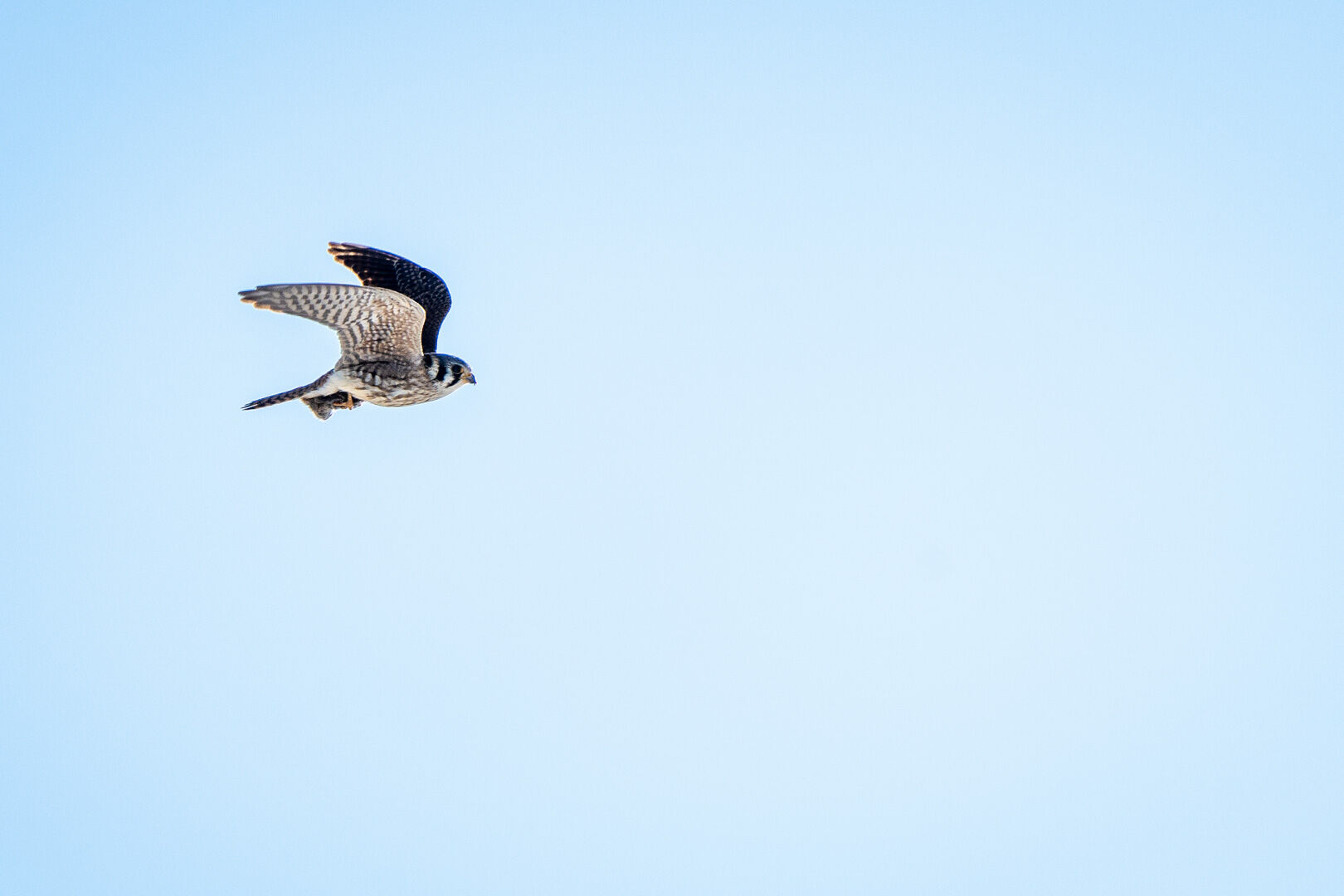 American Kestrel_Hugh Kenny-web.jpg